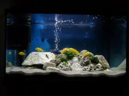 První akvárium