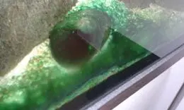 Problém se zelenou řasou v akváriu