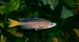 Cyprichromis leptosoma - samec