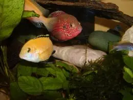 Perlovka červená + Labidochromis caeruellus