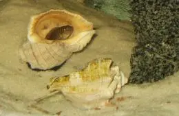 Neolamprologus similis - Pestřenec