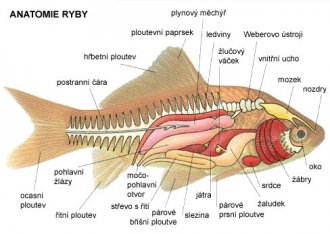 Anatomie ryby