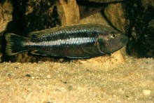 Melanochromis chipokae - dospělá samice