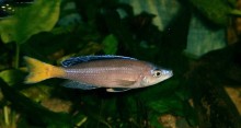 Cyprichromis leptosoma - samec