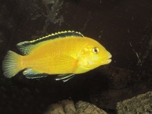 Labidochromis caeruelus yellow, samec