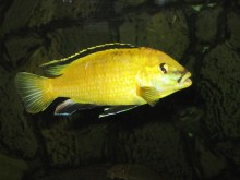 Labidochromis c. yellow