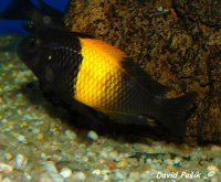 Tropheus black kiriza-dospívající ryba