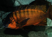 Petrochromis sp.red. Bulu Point