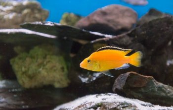 Labidochromis Yellow ( Tlamovec žlutý-černoocasý)