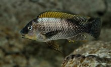 Petrochromis Famula Sangala
